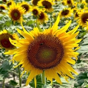 Meet your Posher, Regina